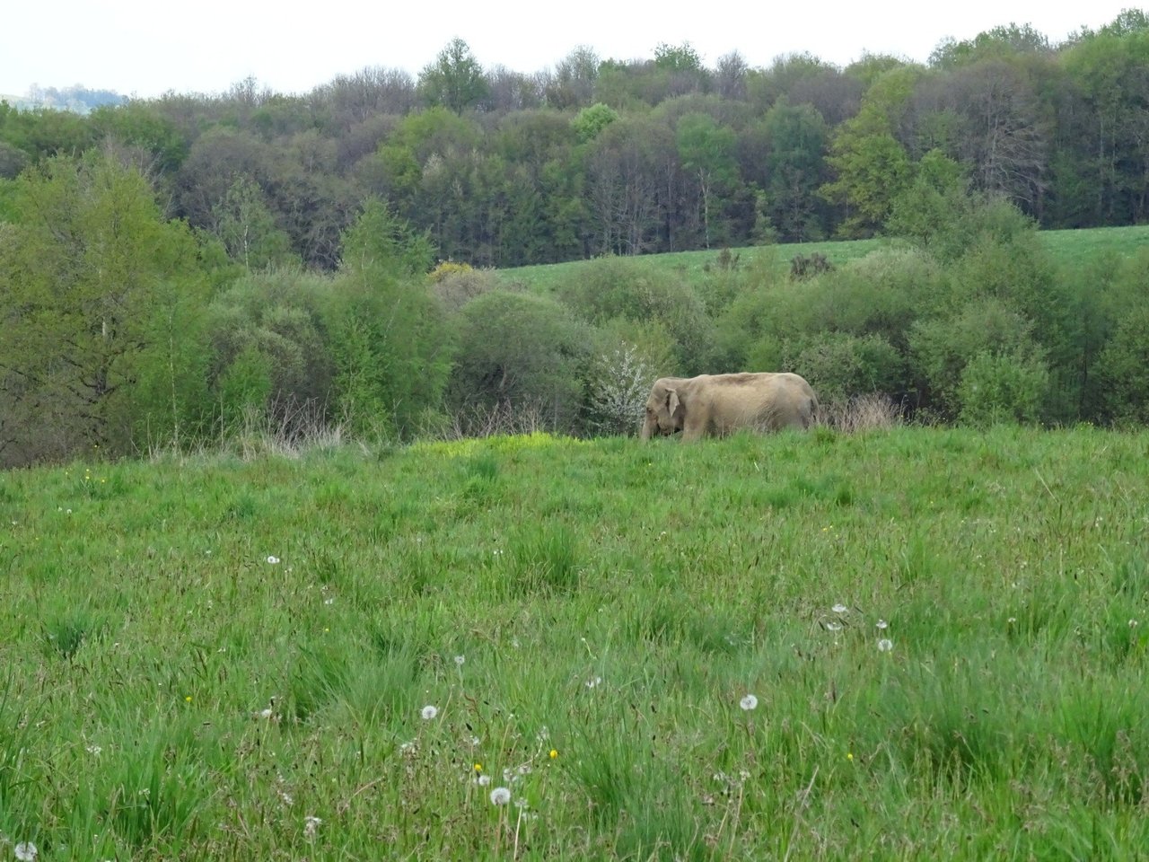 Elefant räddas från fångenskap