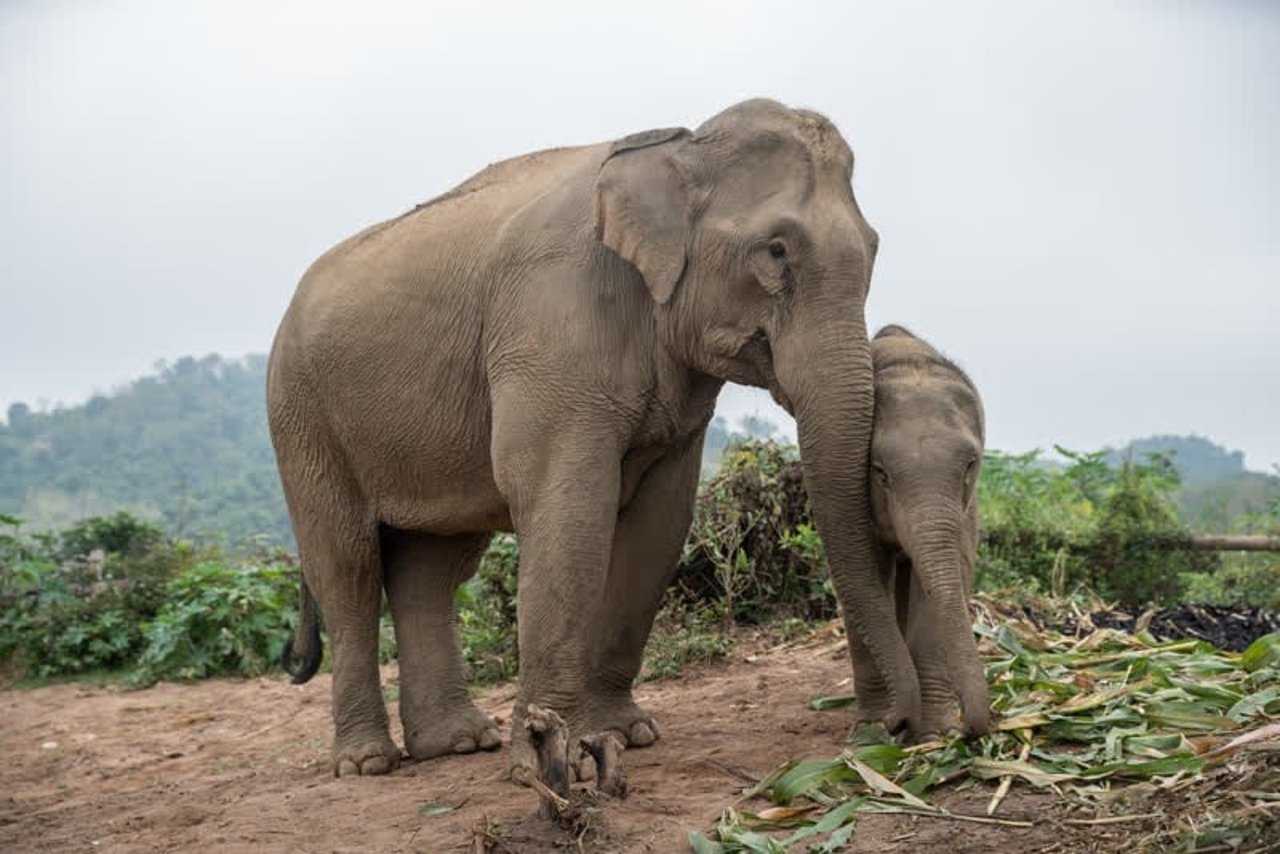 elephant_laos_800x534_1020853