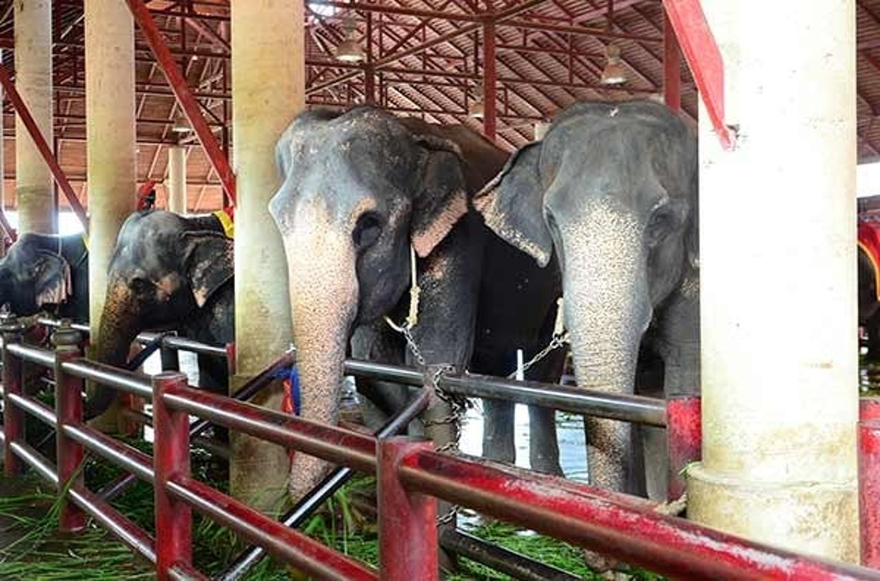 elephants-cower-in-an-overcrowded-pen