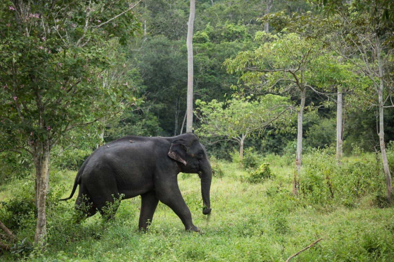 elephants_in_thailand_3