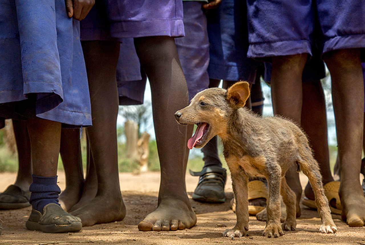 en-million-hunde-vaccineret-incontext3_0