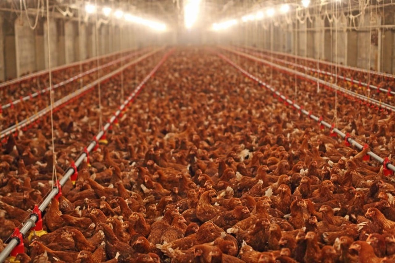 Factory Farming is Destructive