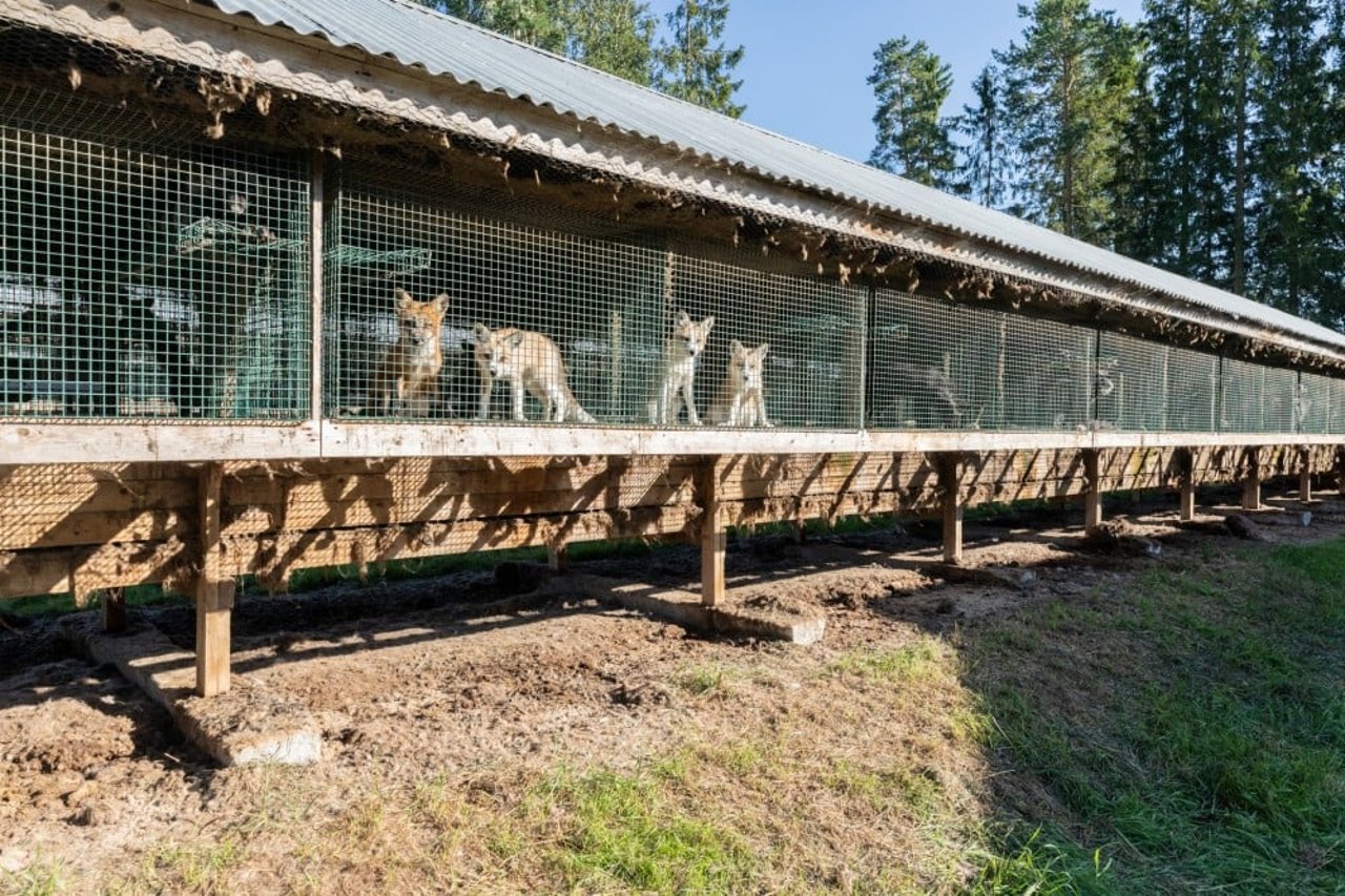 Finsk pälsfarm. Foto: Four Paws /Fred Dott