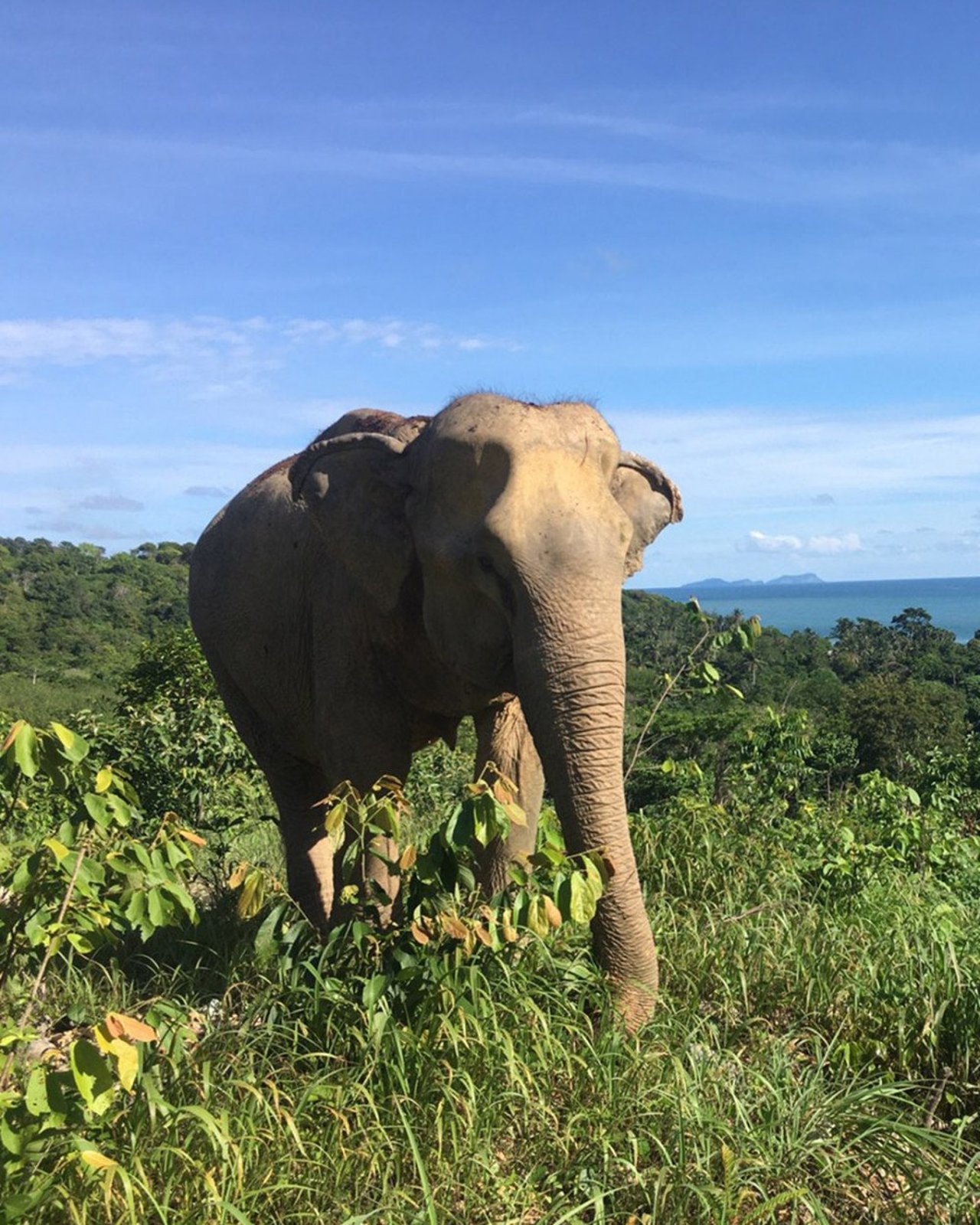 Elefant njuter av det vilda