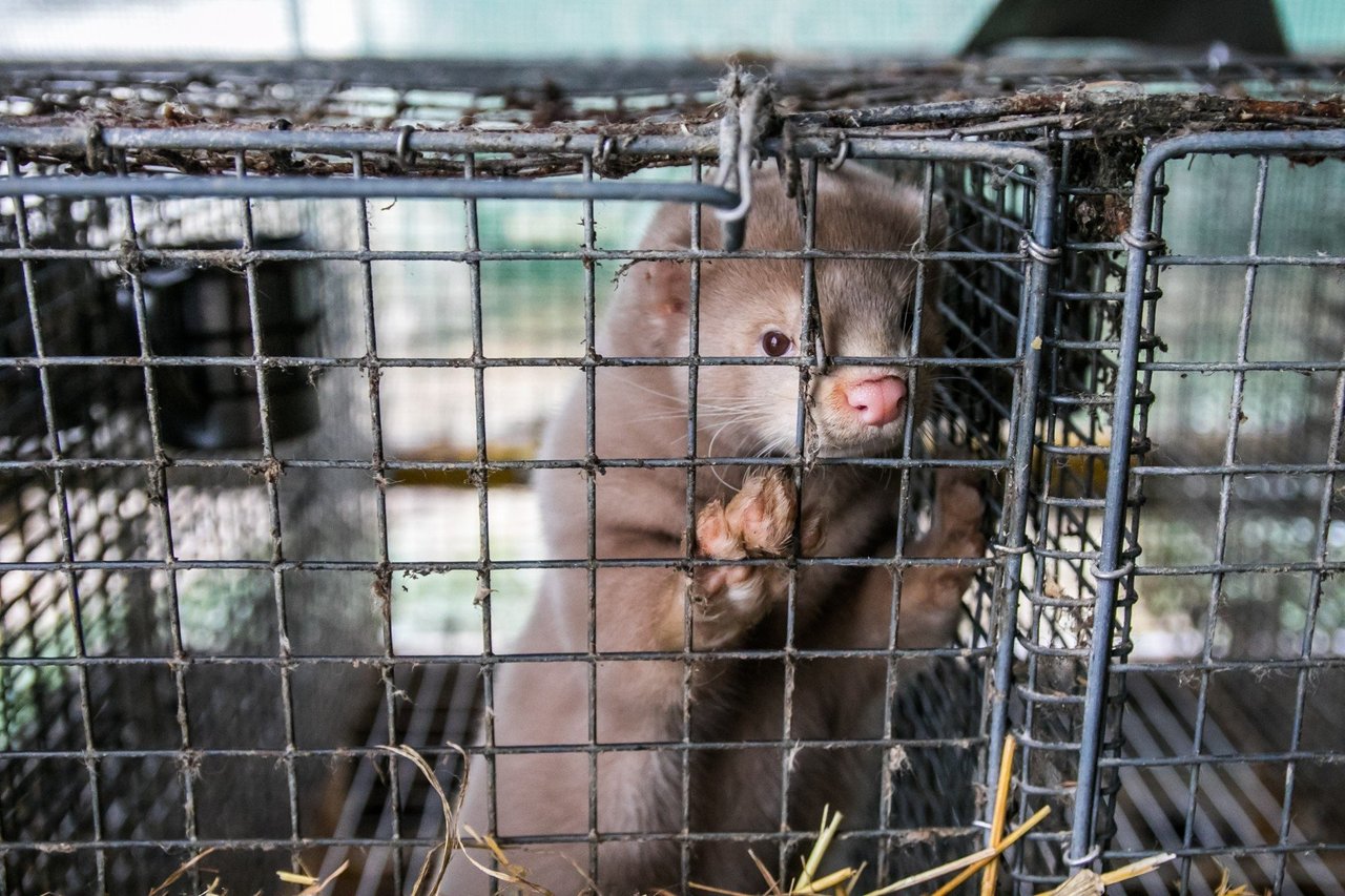 Cruelty is Out of Fashion #FurFreeEurope