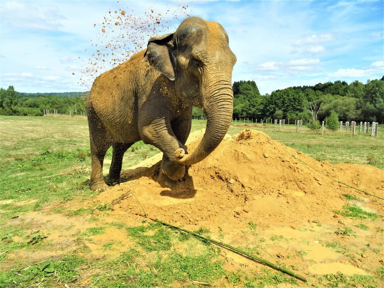 Elefant räddas från fångenskap