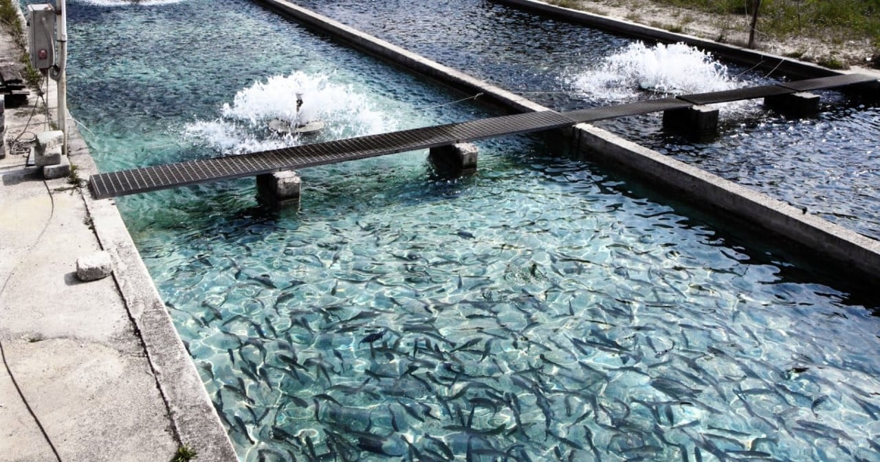 fish farm