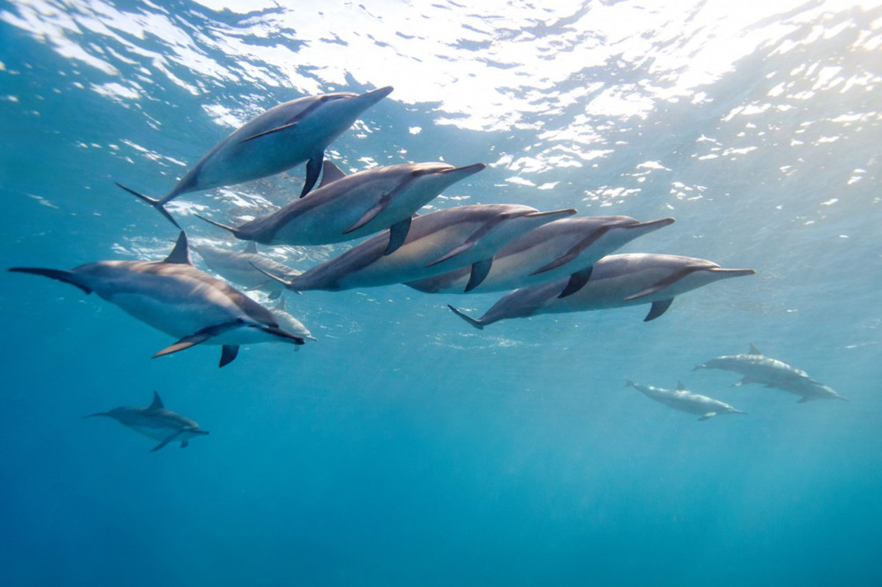 spinner dolphins