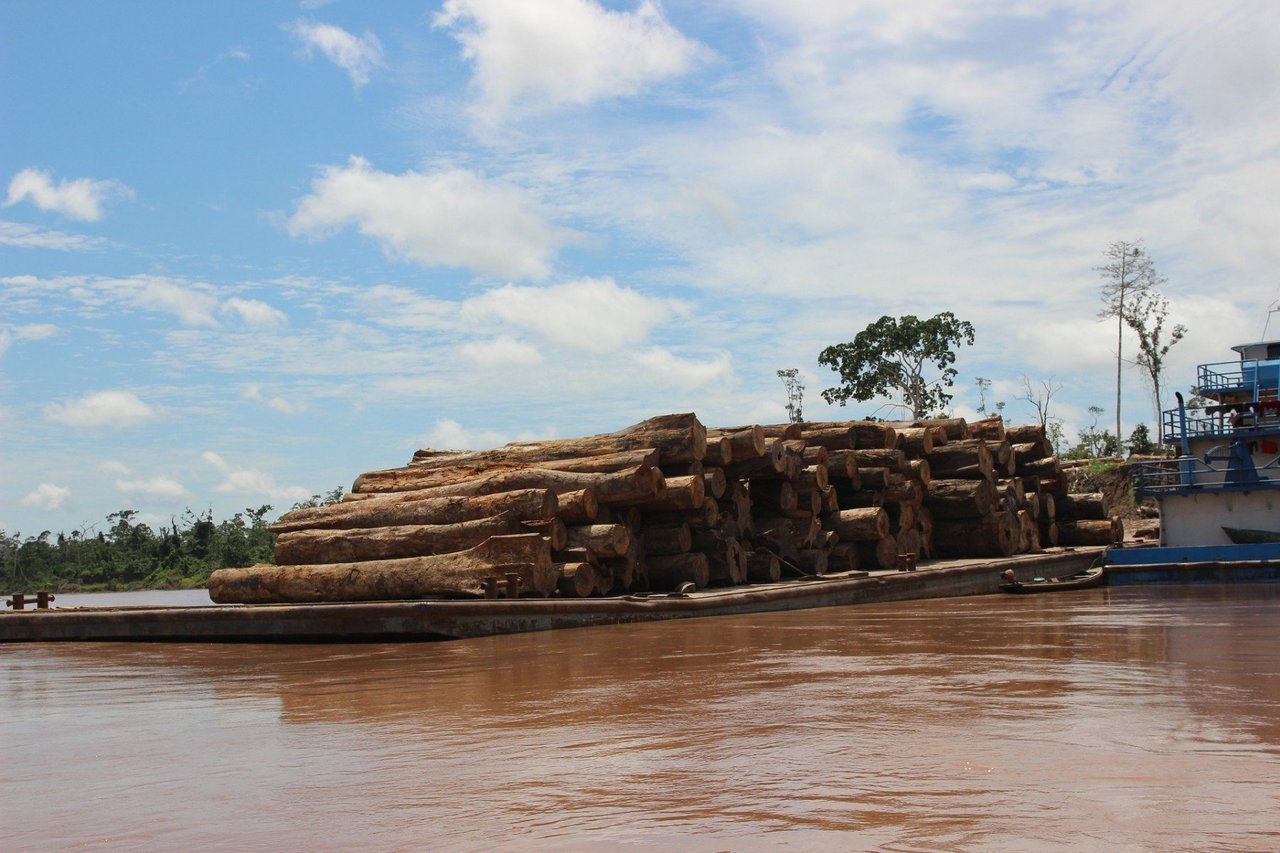 Runderen in Mato Grosso