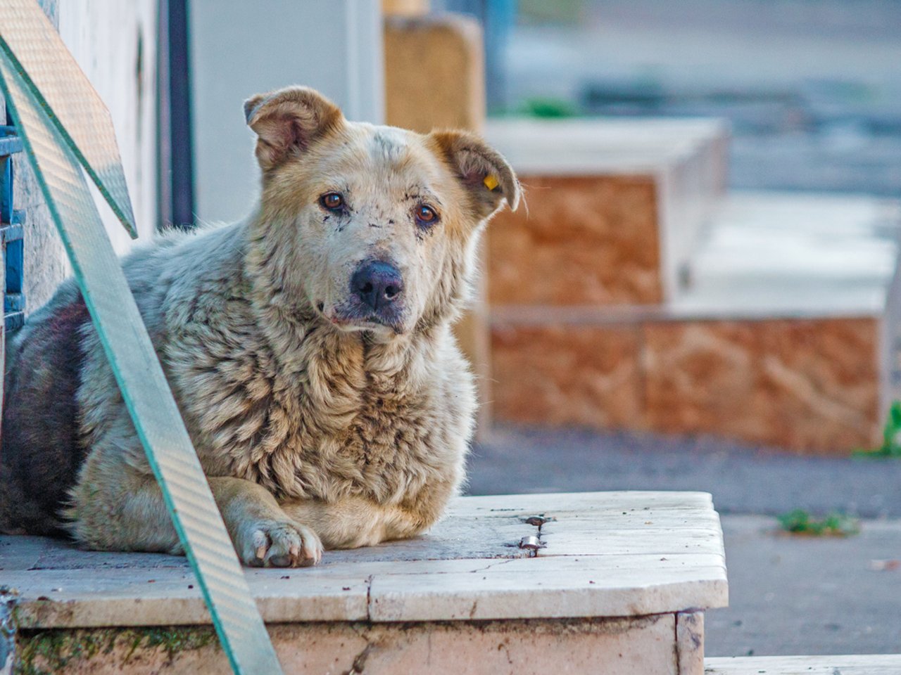 hunde-paa-skema-constanta-1116