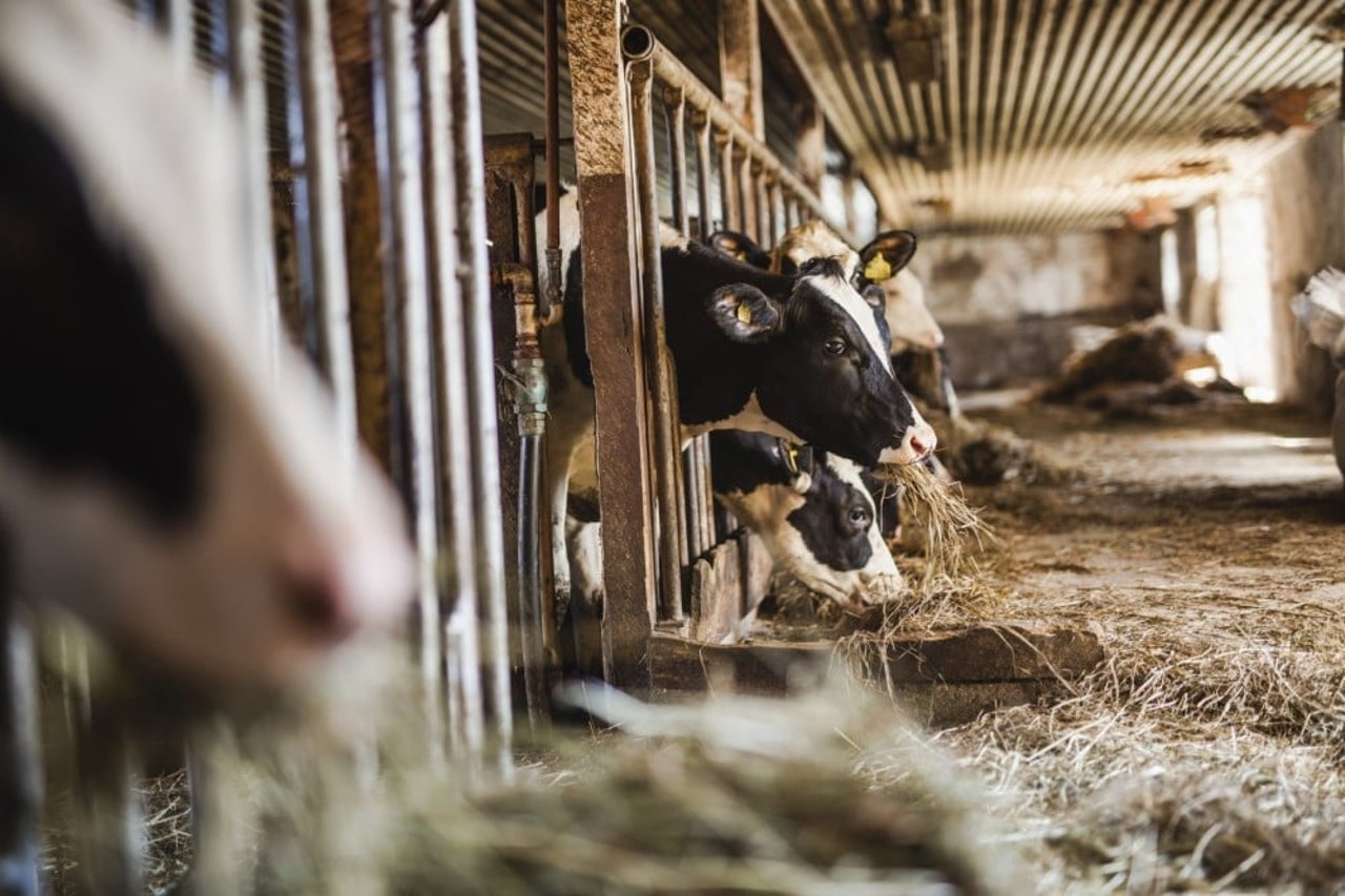 Kor och kalvar i svensk mjölkindustri