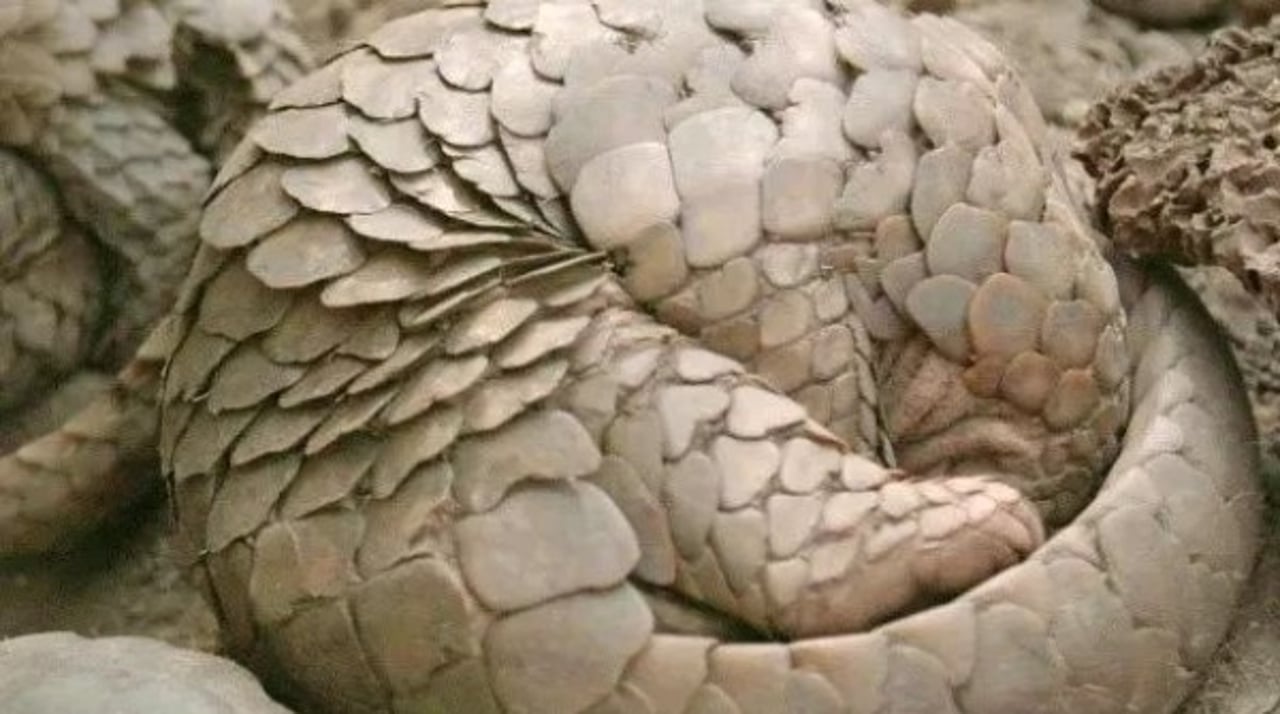 pangolin