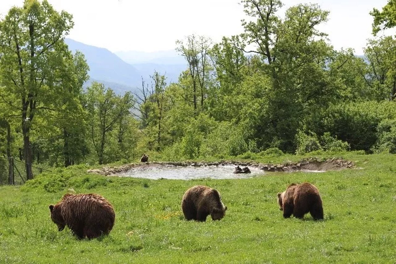 Libearty björnreservat