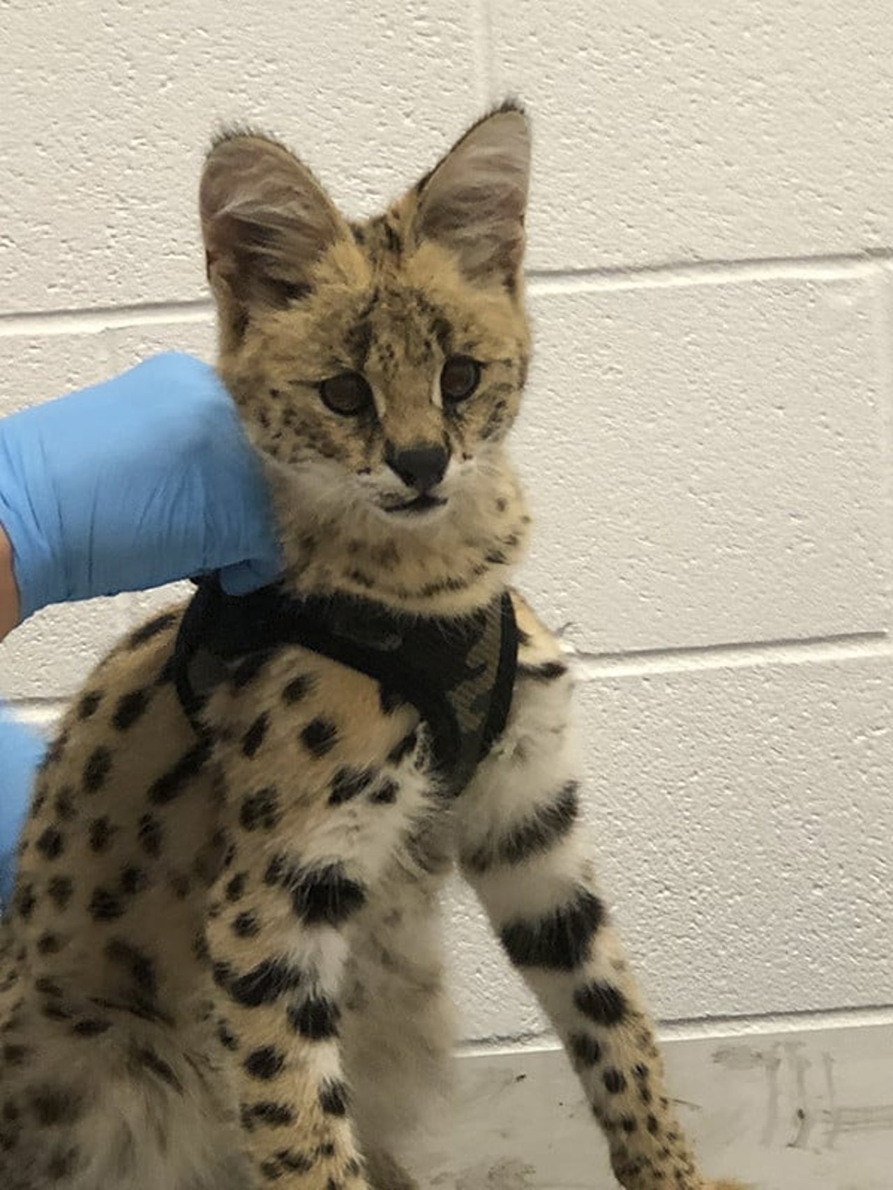 img_0216_serval_female_-_nala_600x800