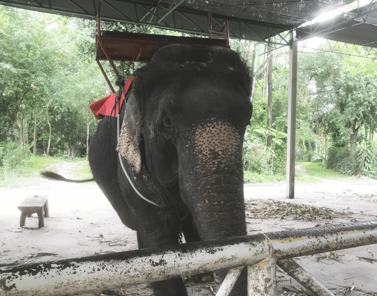 img_0252_elephant_riding_thailand