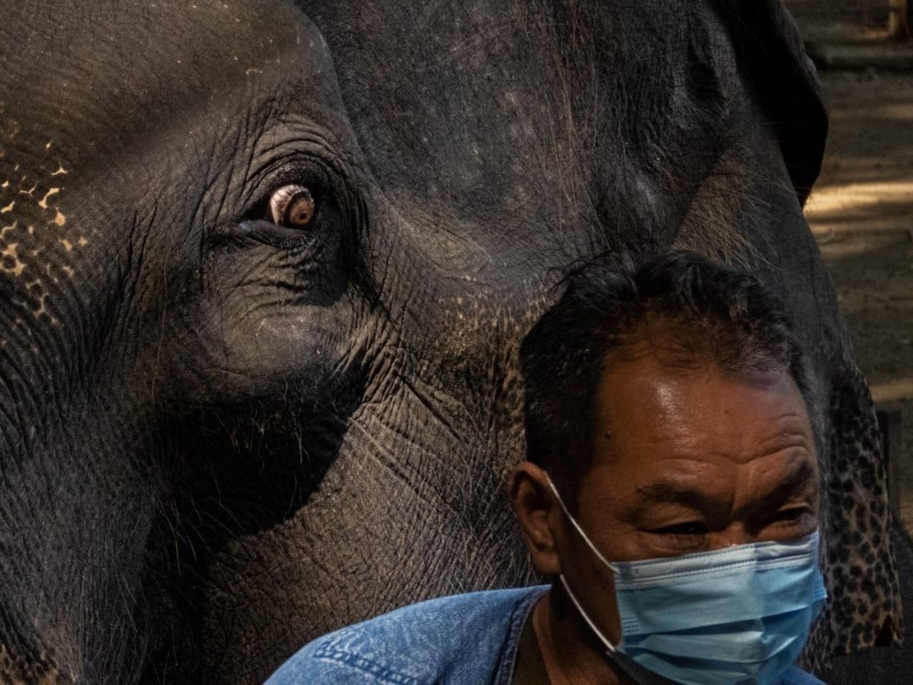 Elefant i Thailand 