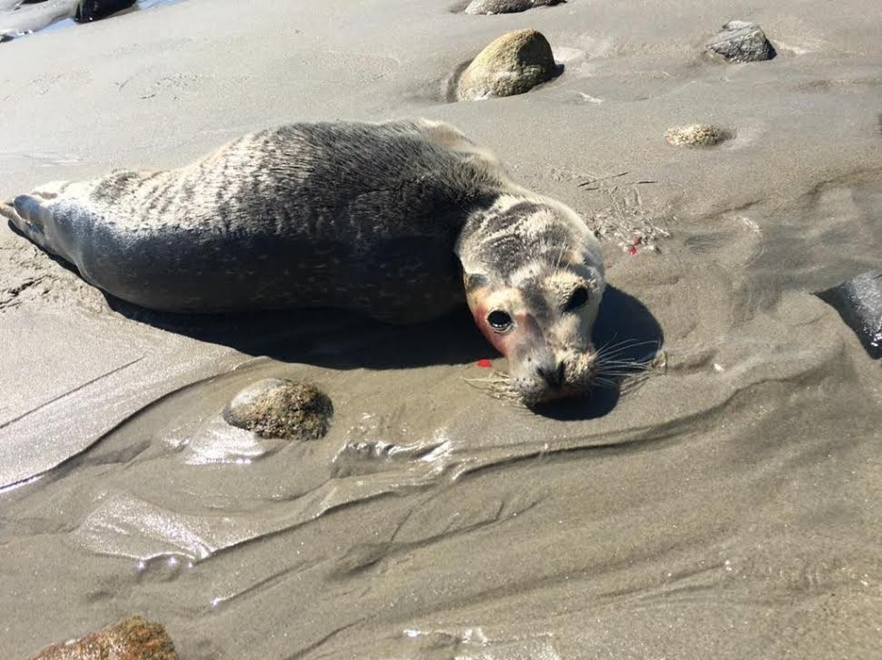 injured_seal_cub_on_beach