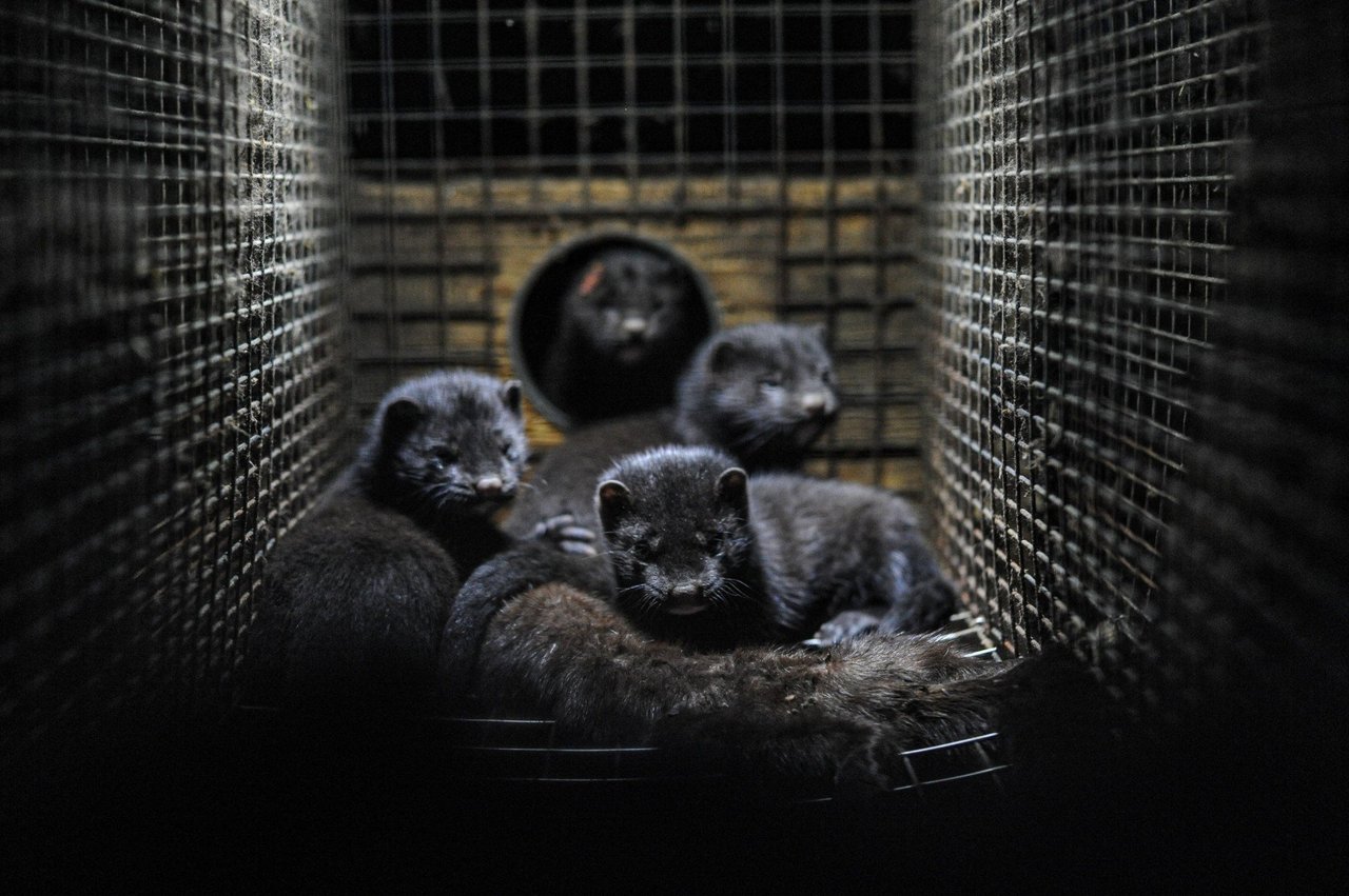 Minks in a cage at a mink farm in Sweden