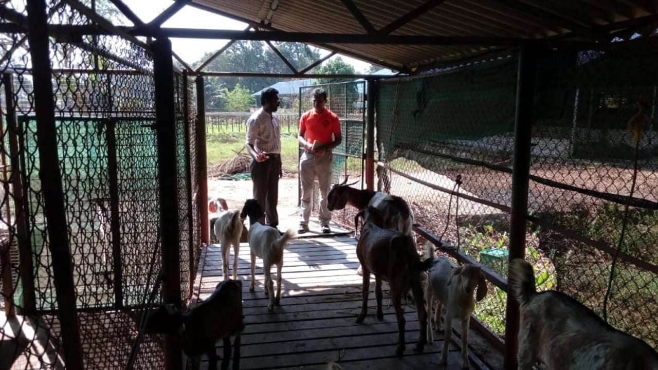 kerala_floods_-_goat_shelter_-_sugarcane_seed_farm3