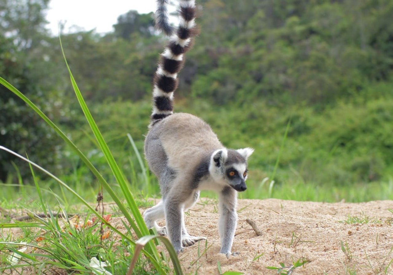 lemur_in_madagascar_after_cyclone_ava