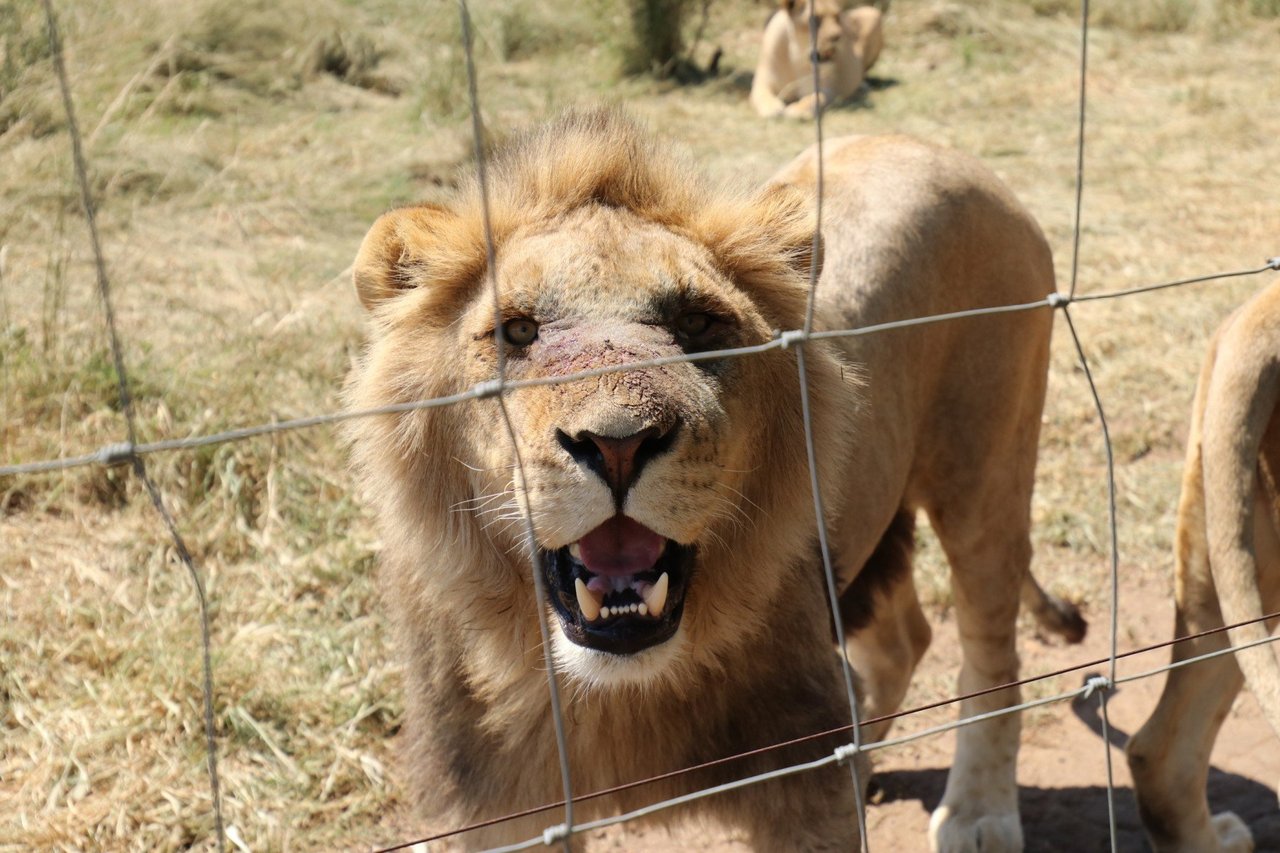 Lion at tourist attraction in South Africa - World Animal Protection