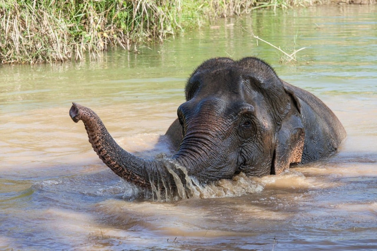 Elefanten Lotus älskar mat