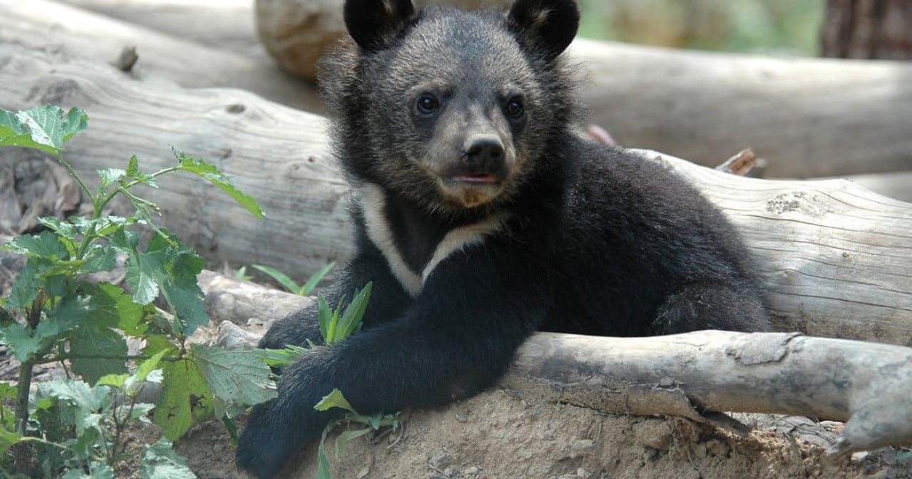 A South Korean Moonbear cub leans on a tree branch