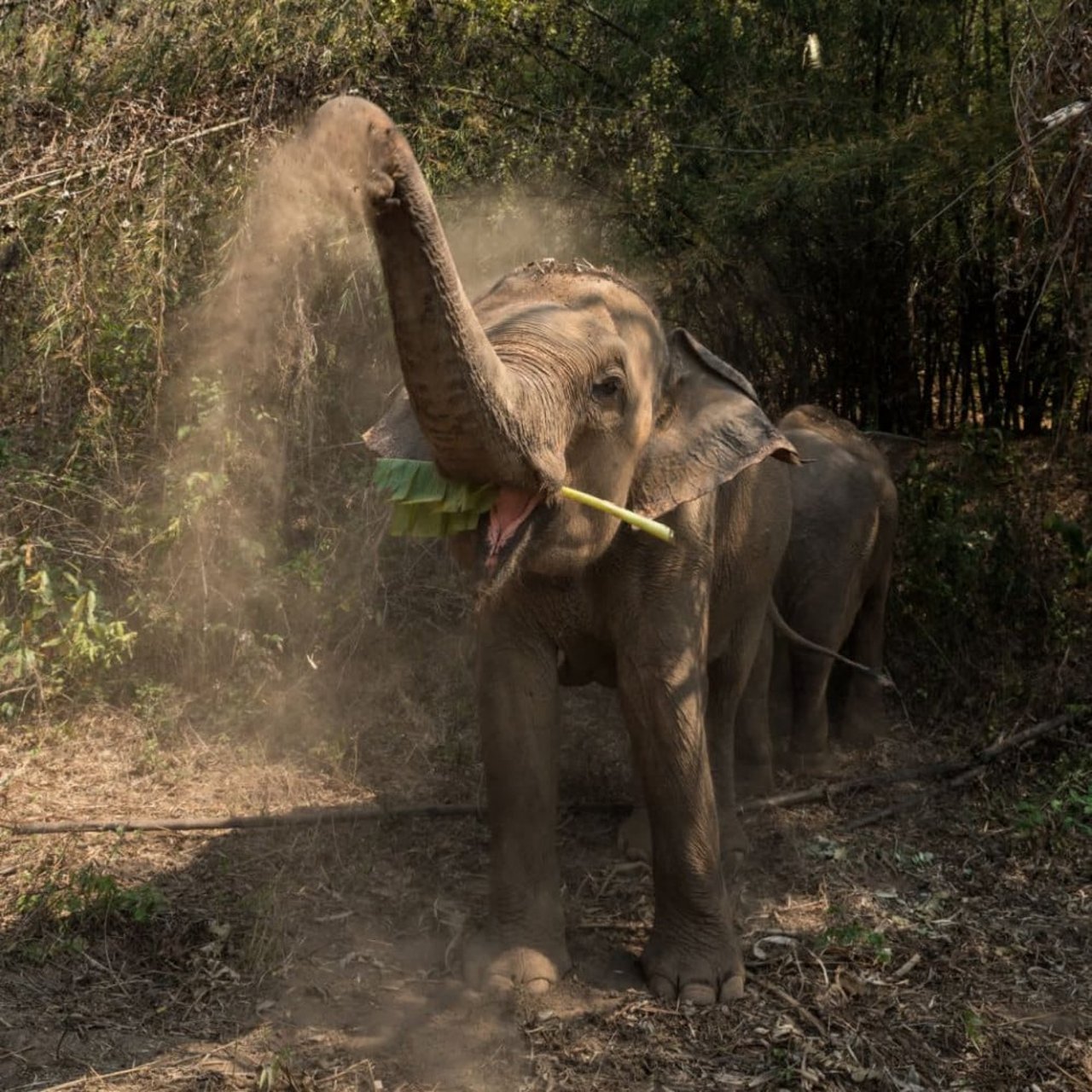 mother_elephant_jokia_at_happy_elephant_care_valley