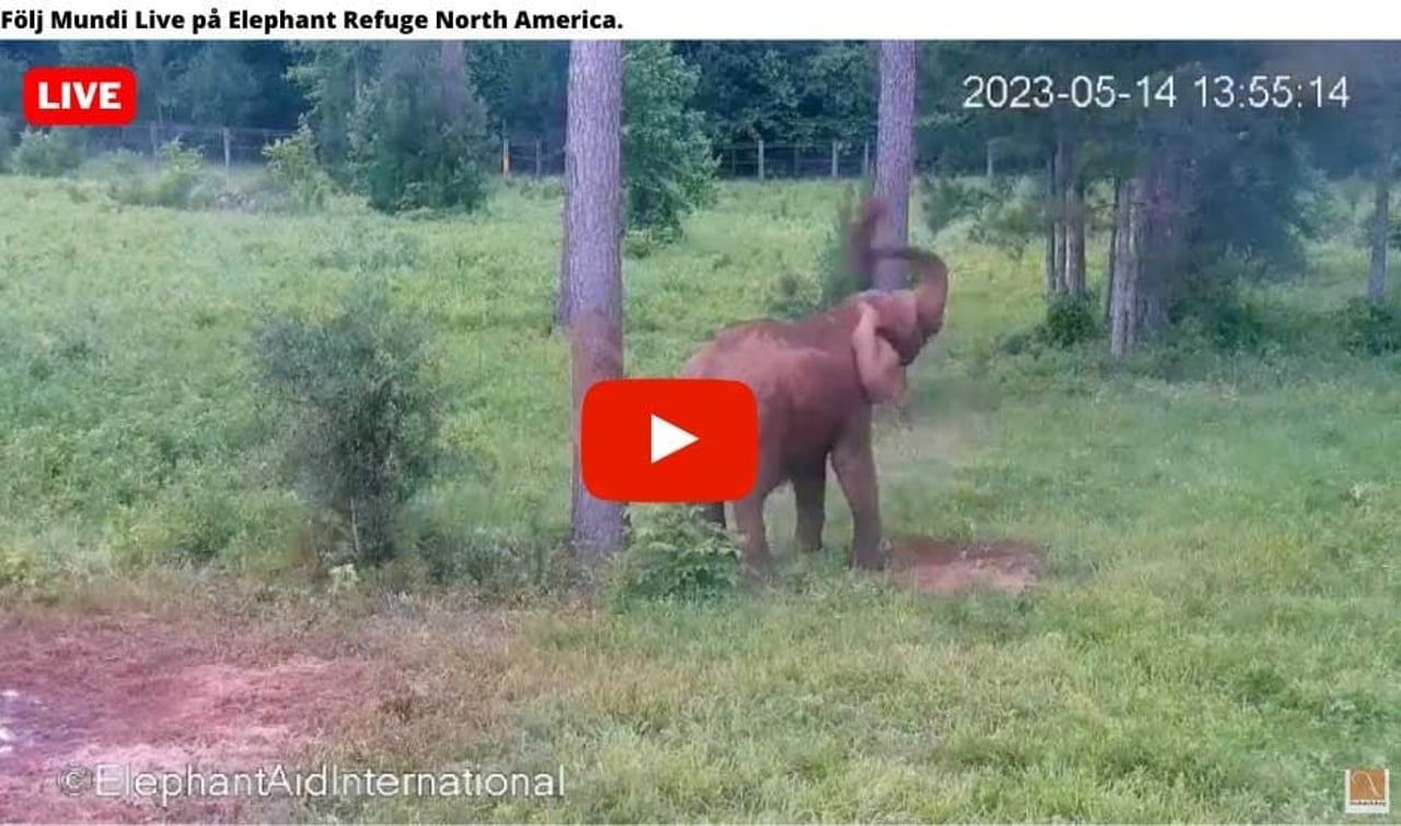 Livefeed från Mundis nya hem - Elephant Refuge North America