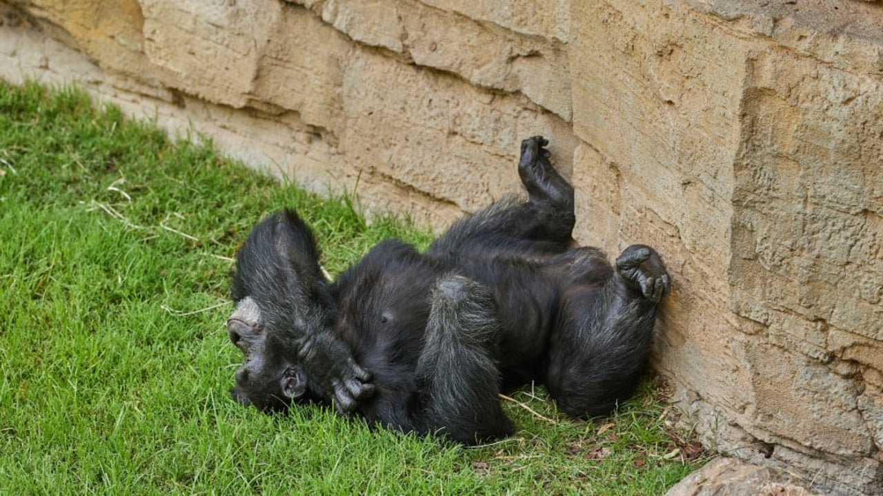 chimpanzee zoo
