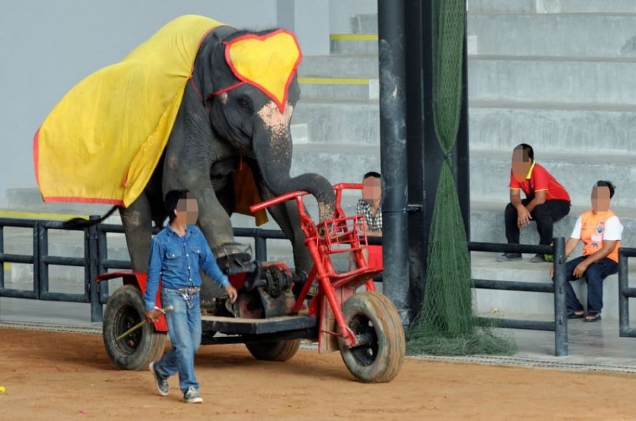 nong_nooch_garden_thailand_holds_about_60_elephants_med_res_0