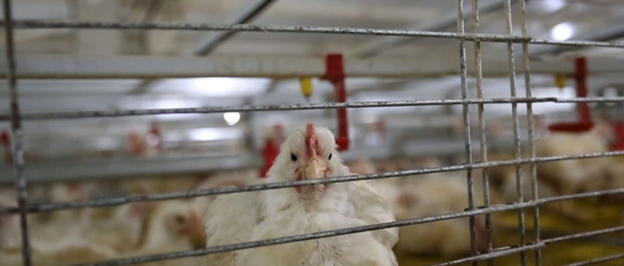 Frango olhando por entre barras