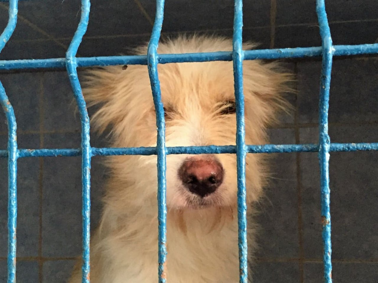 one_eyed_dog_-_save_the_dogs_romania1_0