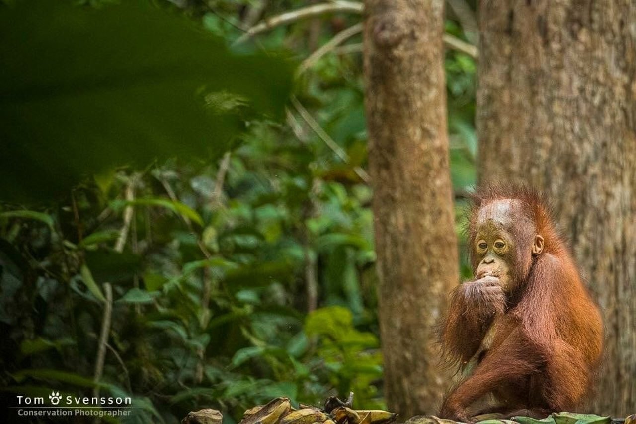 orangutang