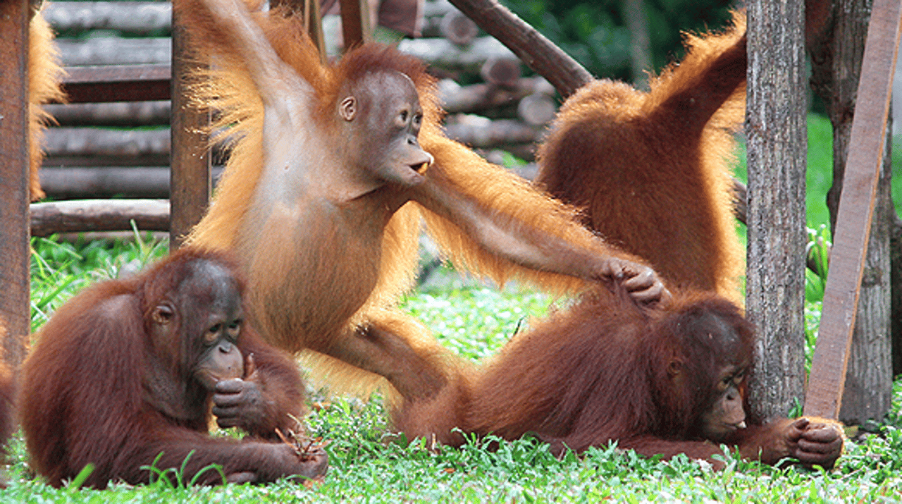 orangutanger-feb15