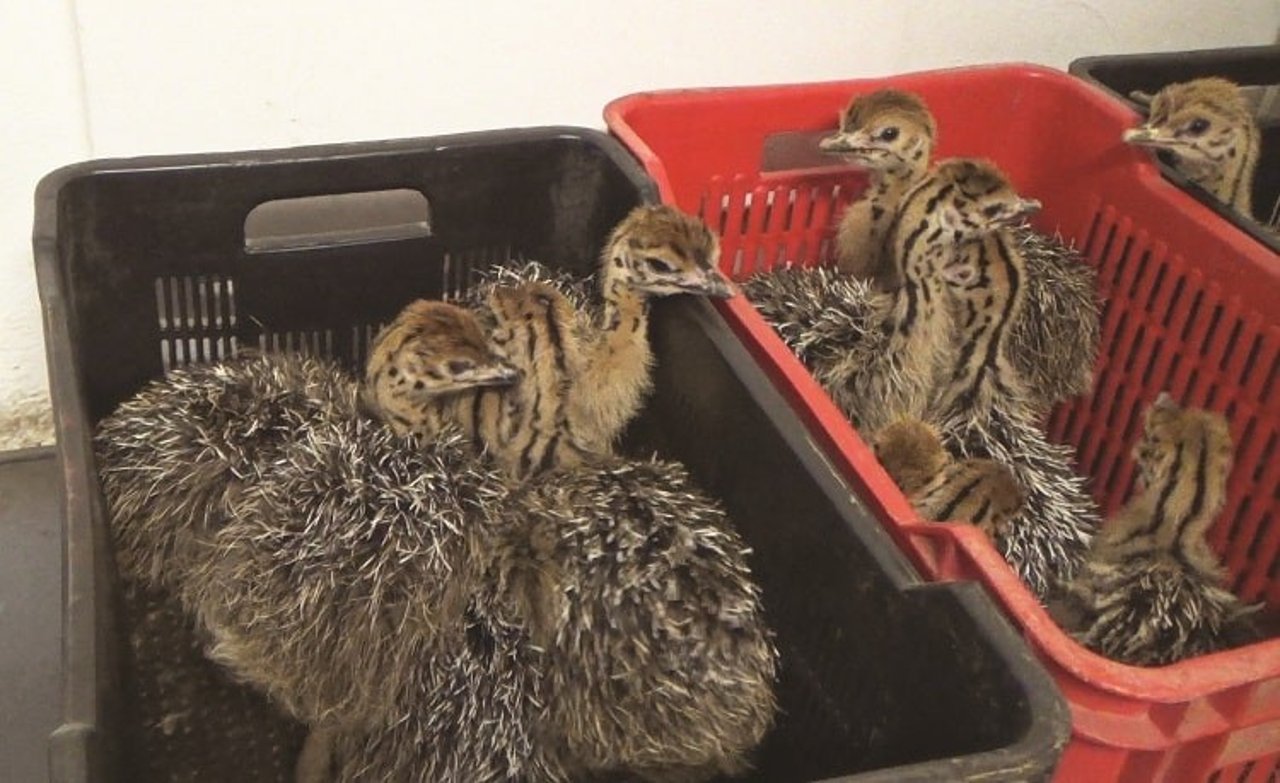 Baby ostriches used for fur