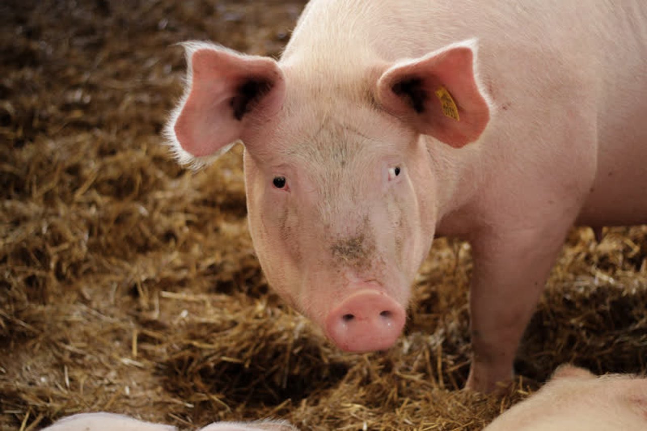 pig_netherlands_800x533_1020692