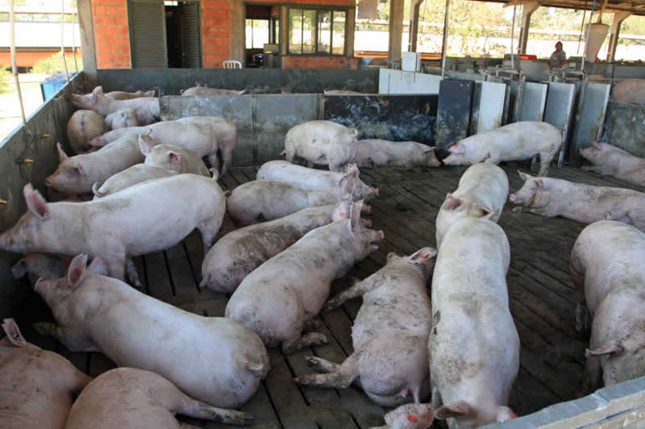 pigs_brazil_800x533_1016482