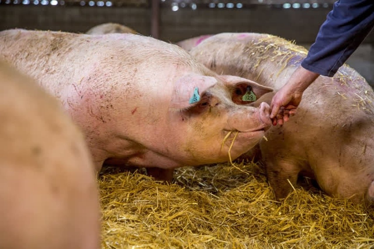 pigs_uk_800x533_1015008_0