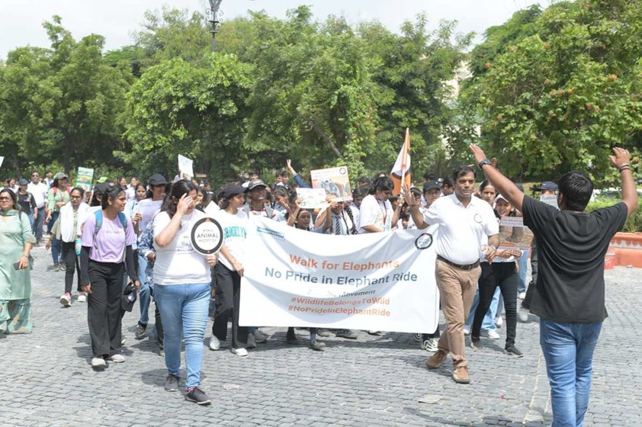 Demostration mot elefantridningarna på Amer Fort