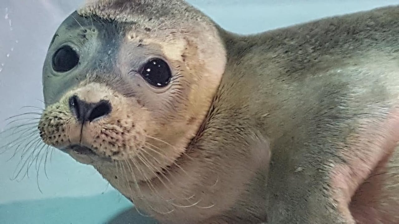 rescued_seal_cub