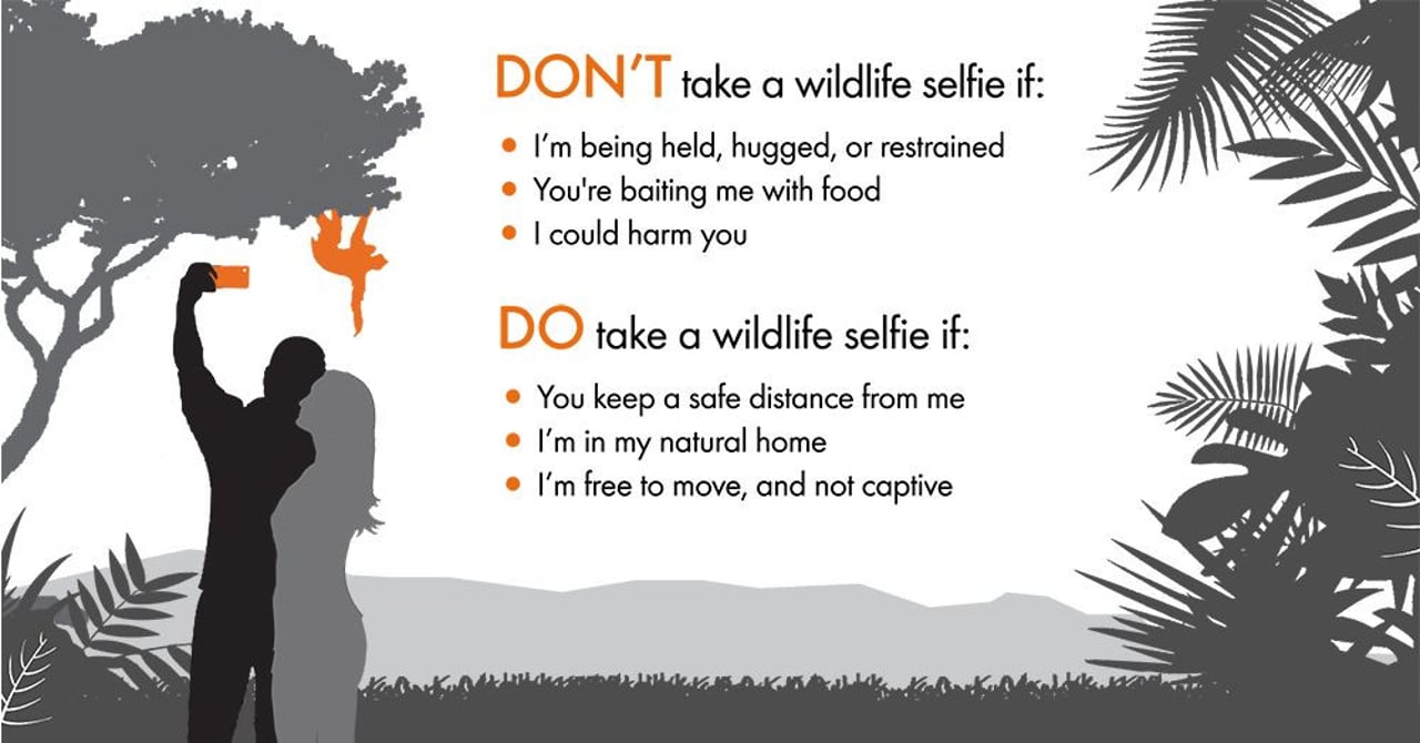 Wildlife selfie code dos and donts