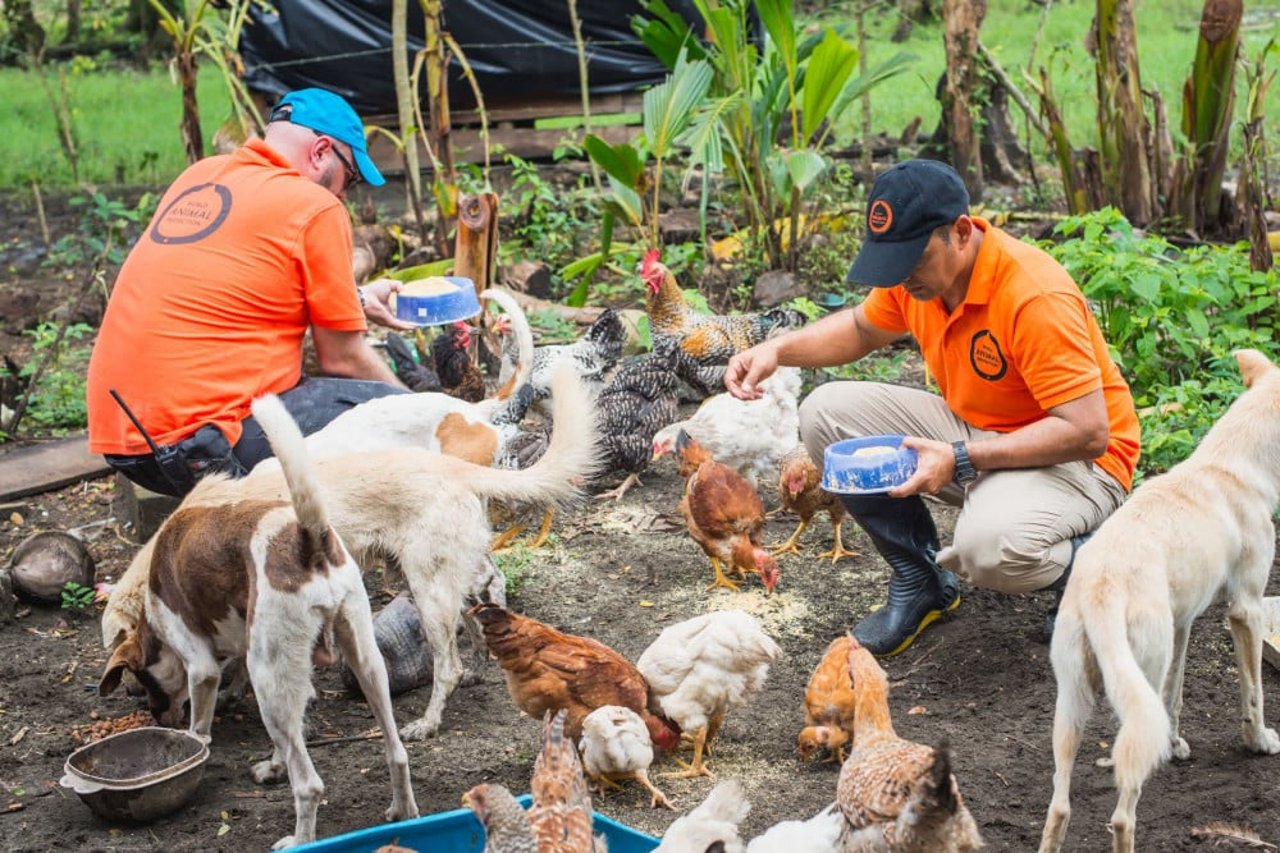 sergio_vasquez_and_javier_zamora_feeding_animals_affected_by_flooding