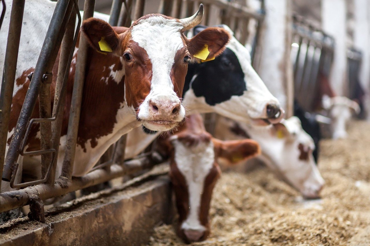 Pictured: Dairy cows in tie stall housing.