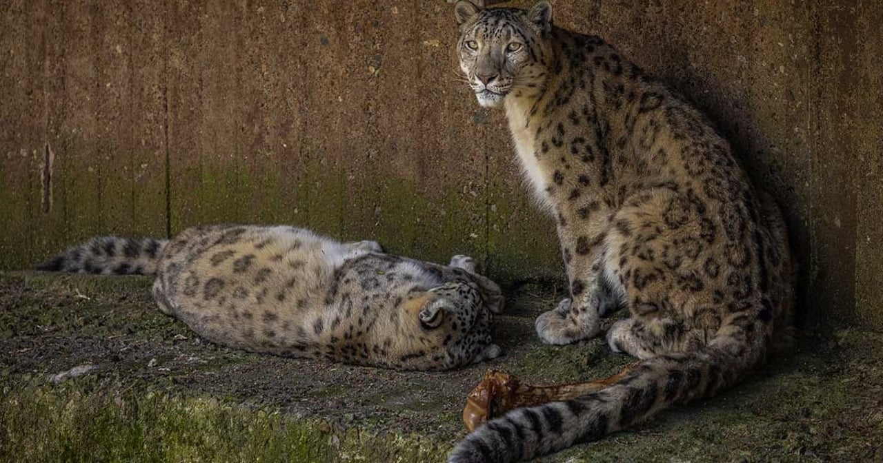 Snöleoparder - Foto Tom Svensson