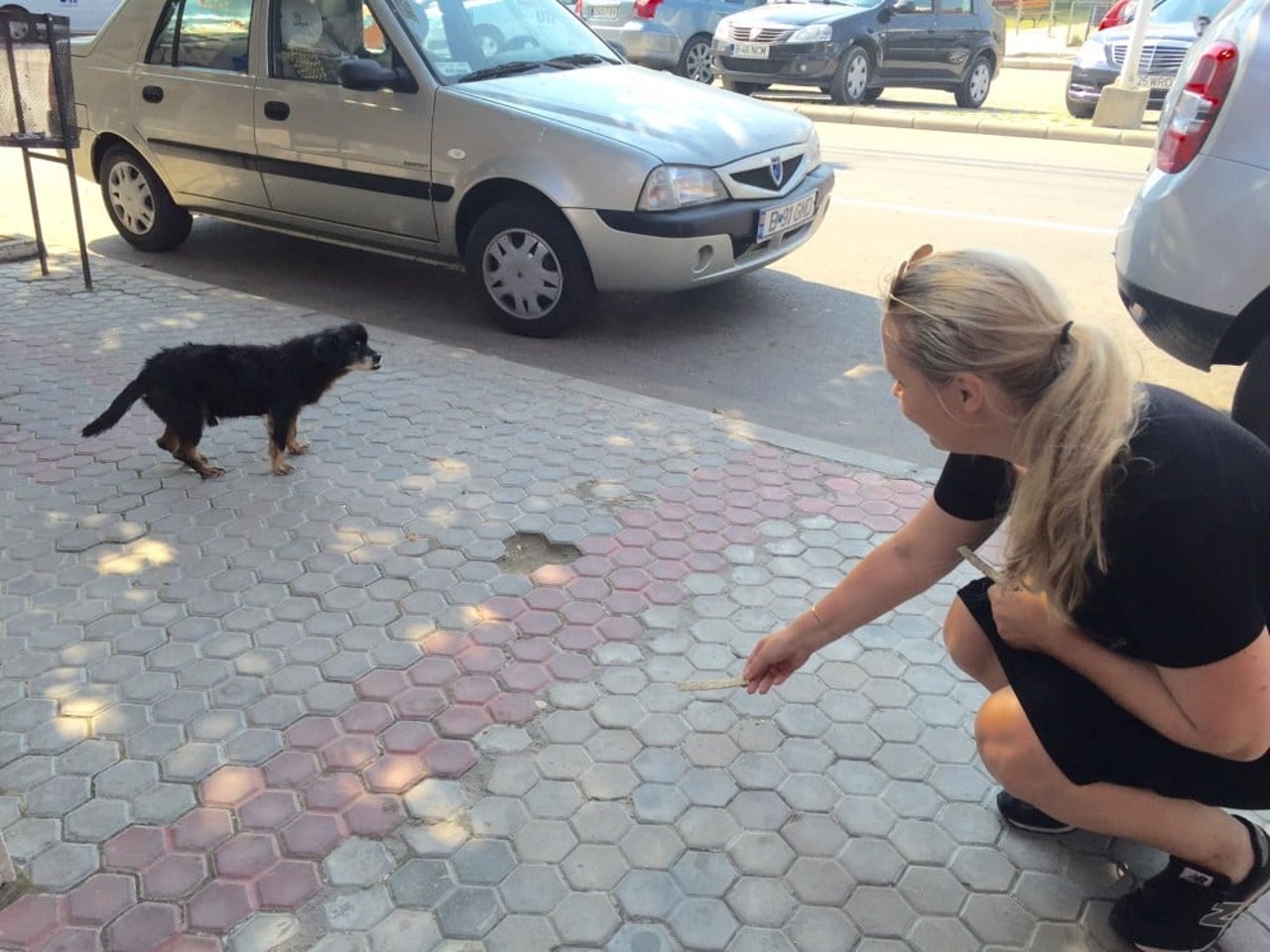 stray_dog_too_scared_to_eat_romania