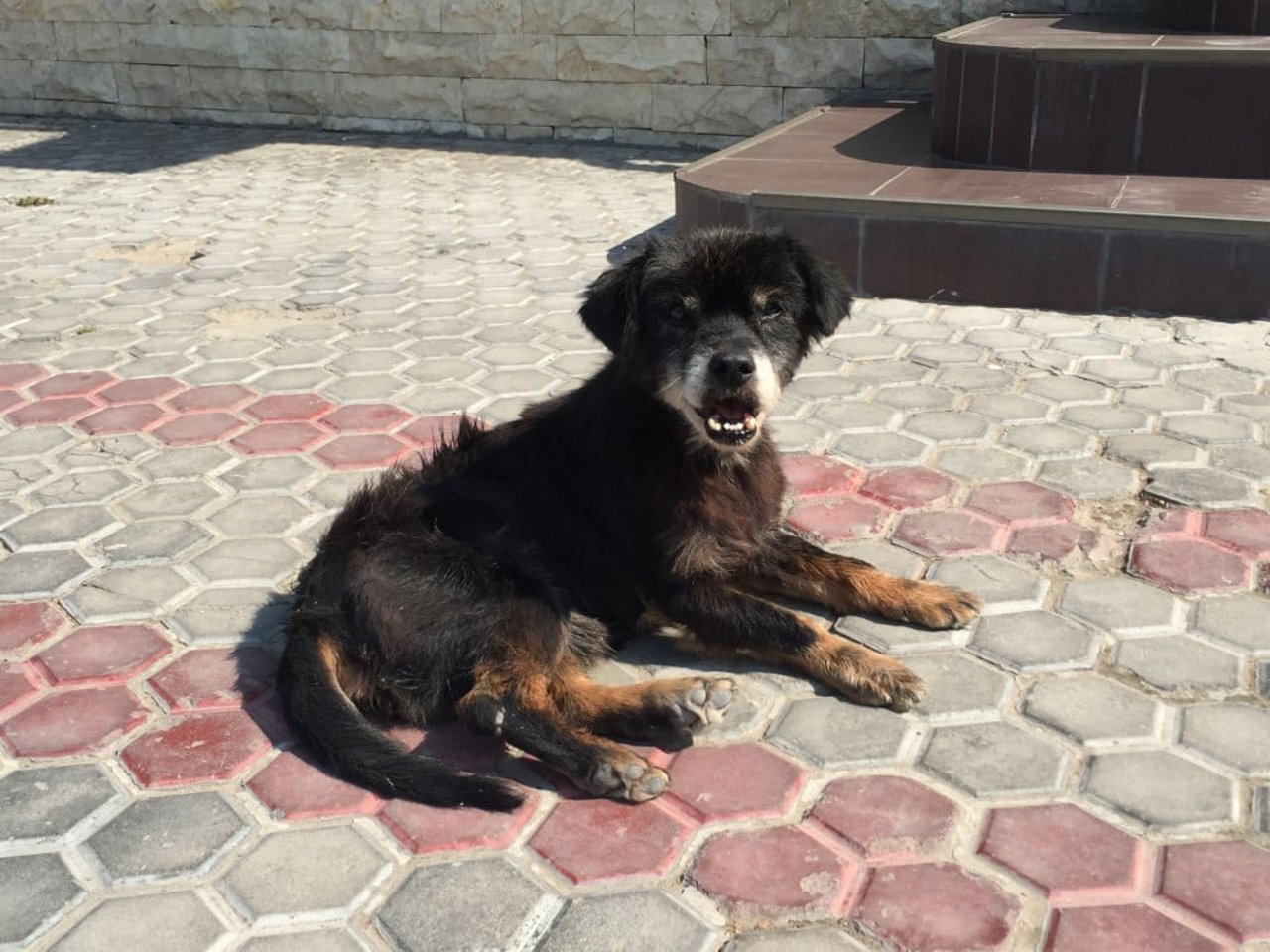 street_dog_cernavoda_romania_3