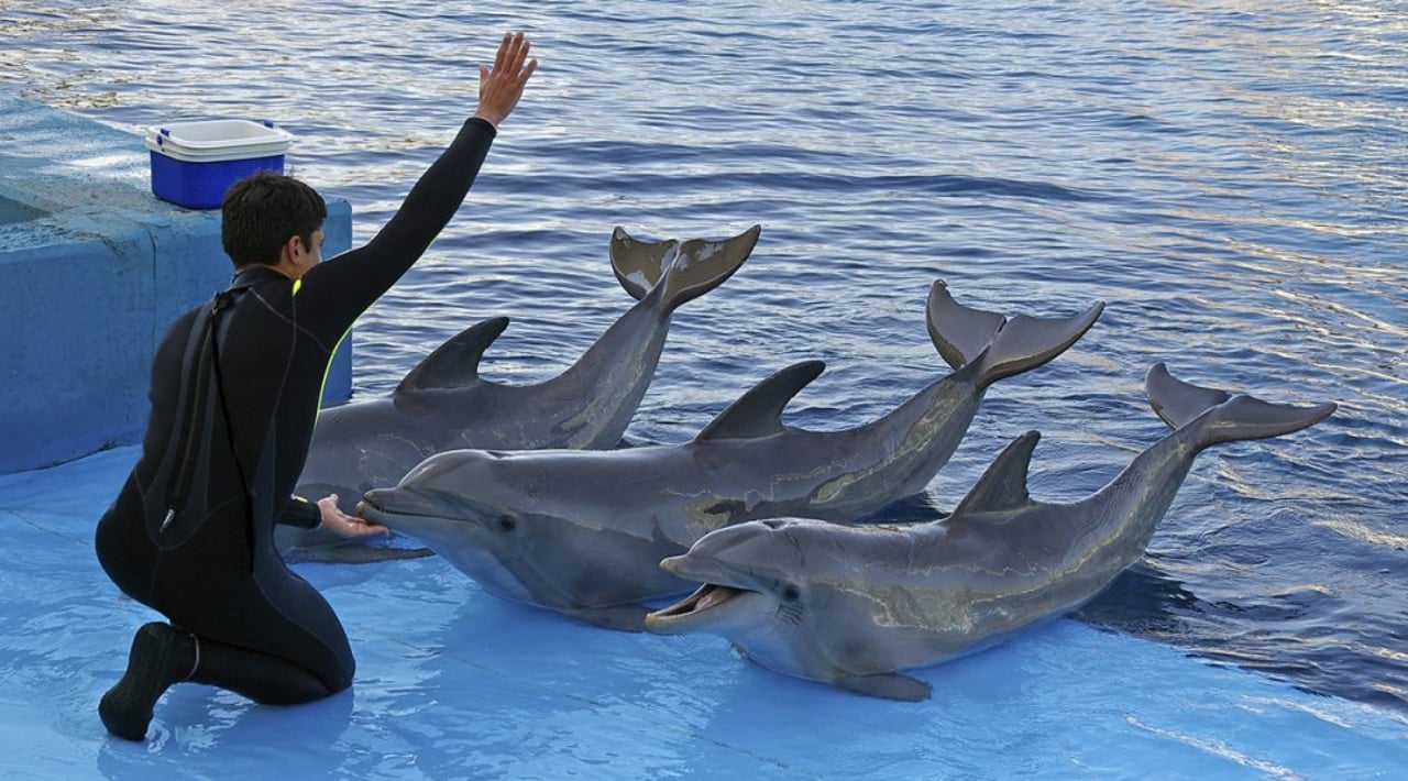 three_performing_dolphins_rs_2