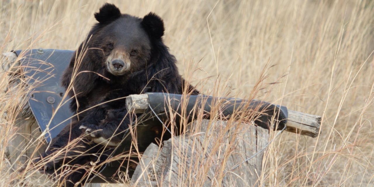 Milla the bear was released into the enclosure at Balkasar at the end of 2011