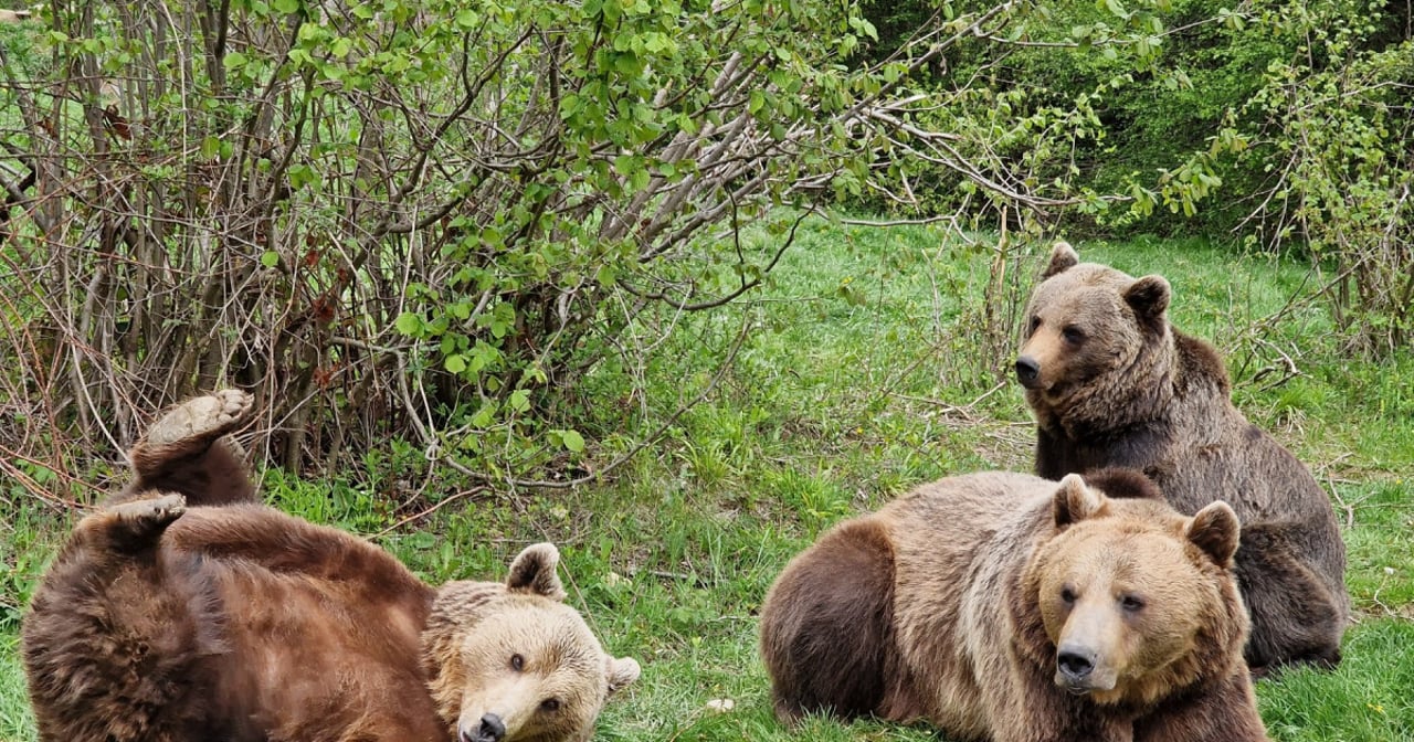 bear sanctuary